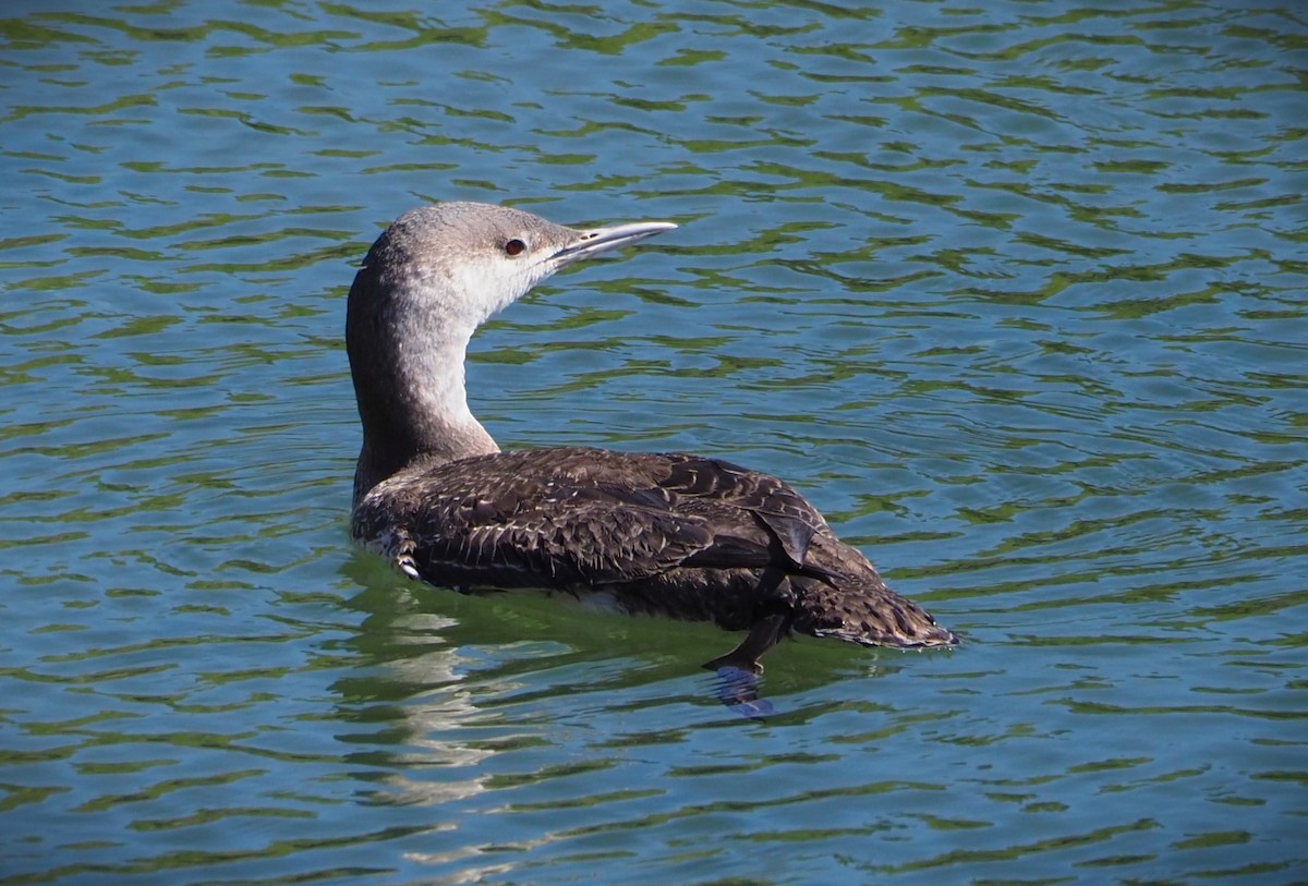 Red-throated Loon - Dick Cartwright