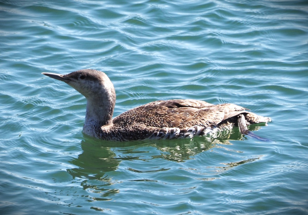 Red-throated Loon - Dick Cartwright