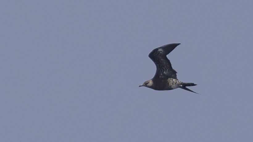 Parasitic Jaeger - Charmain Ang