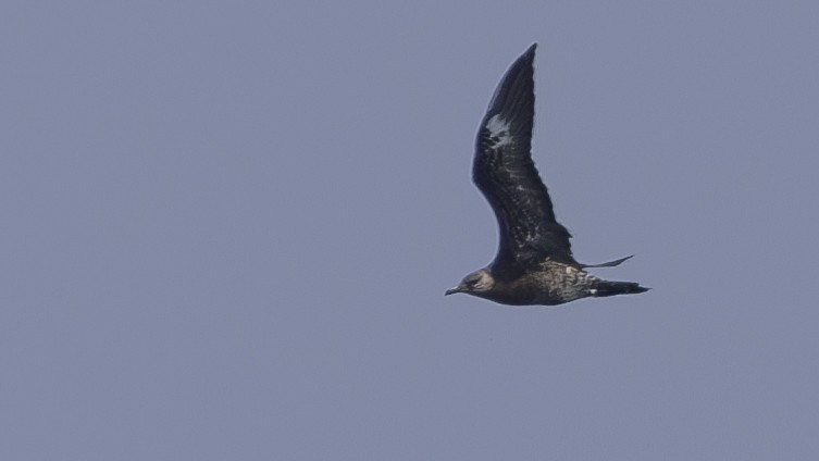 Parasitic Jaeger - ML619567372