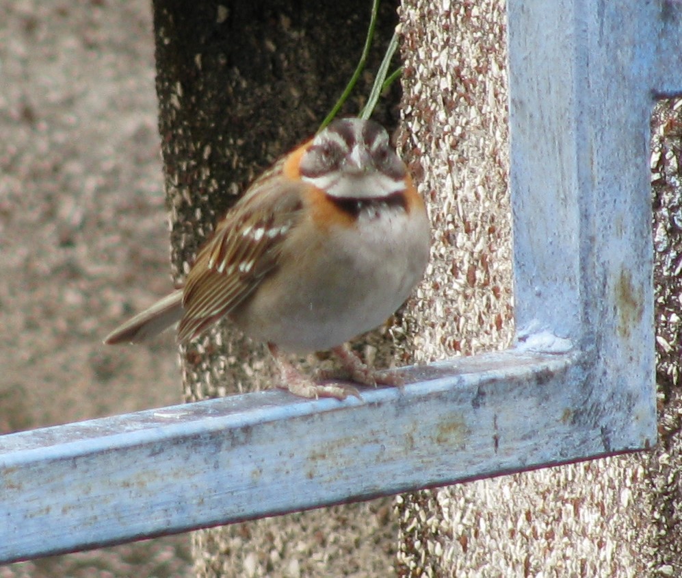 Rufous-collared Sparrow - Alexander "Sasha" Keyel