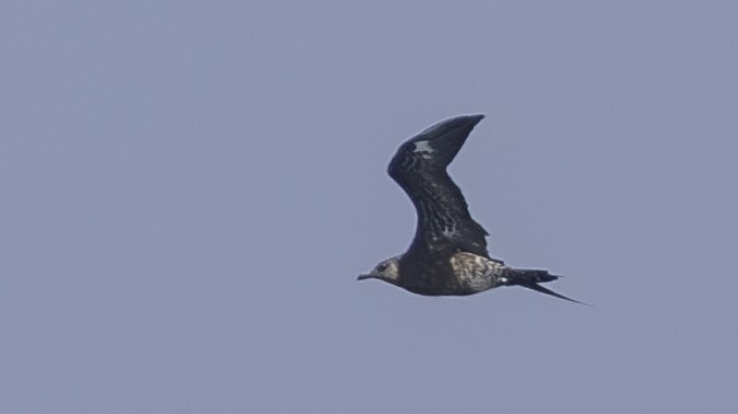 Parasitic Jaeger - Charmain Ang