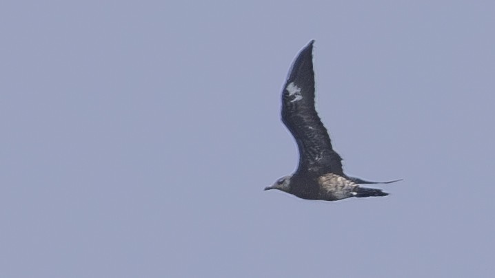 Parasitic Jaeger - ML619567397