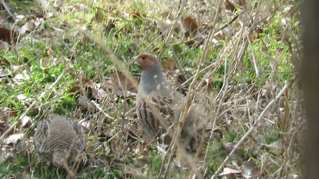 Gray Partridge - ML619567399