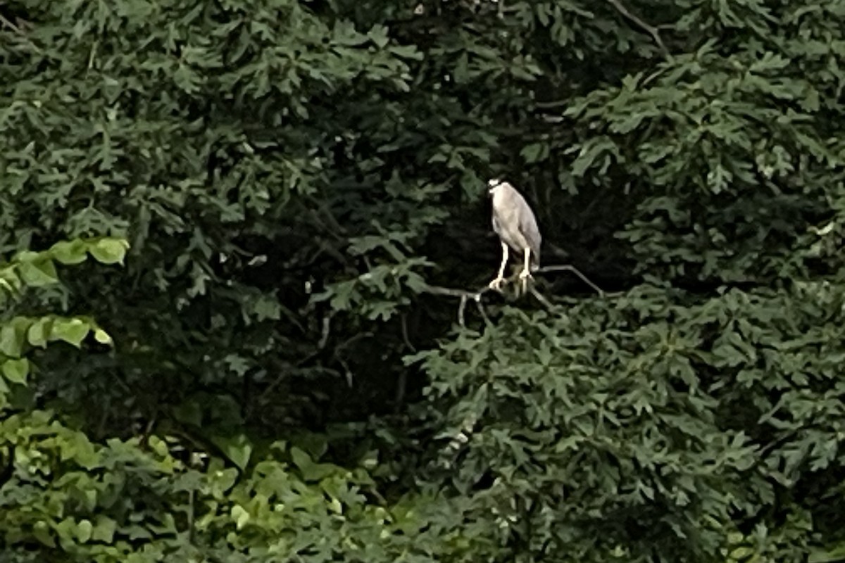 Black-crowned Night Heron - ML619567403