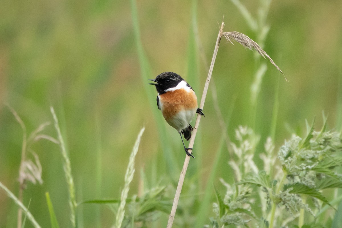 European Stonechat - Joren van Schie