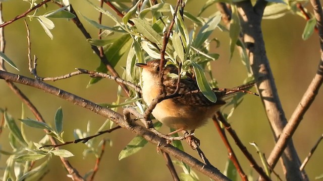 Sedge Wren - ML619567418