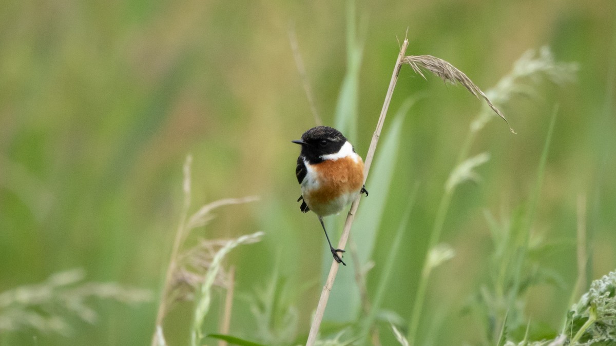 European Stonechat - Joren van Schie