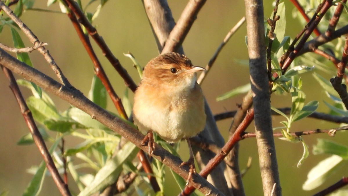 Sedge Wren - Dan J. MacNeal