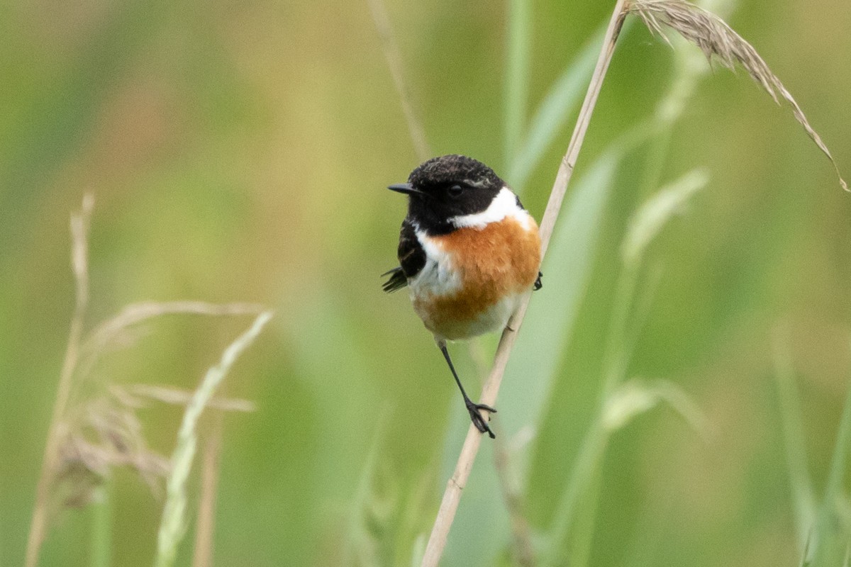 European Stonechat - Joren van Schie