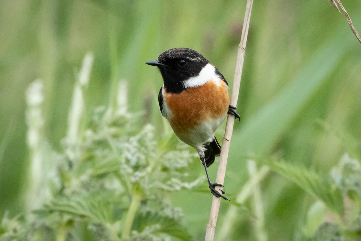 European Stonechat - Joren van Schie