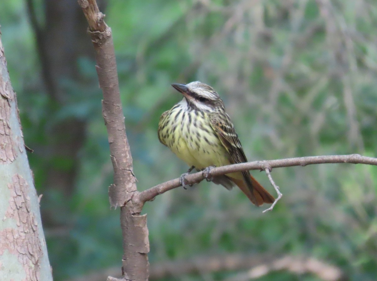 Sulphur-bellied Flycatcher - Daniel Peter Siminski