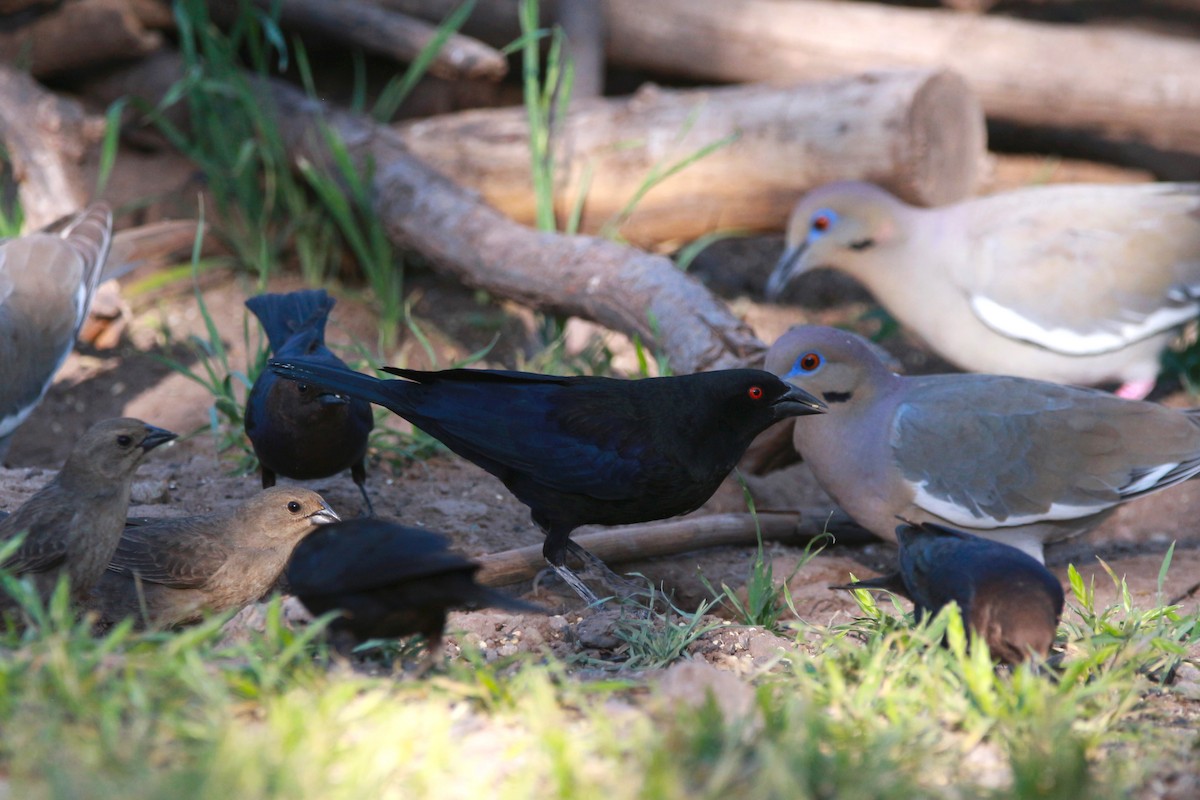 Bronzed Cowbird - Jesse Pline