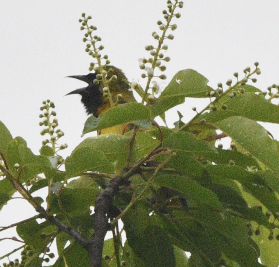 Orchard Oriole - don mcgregor