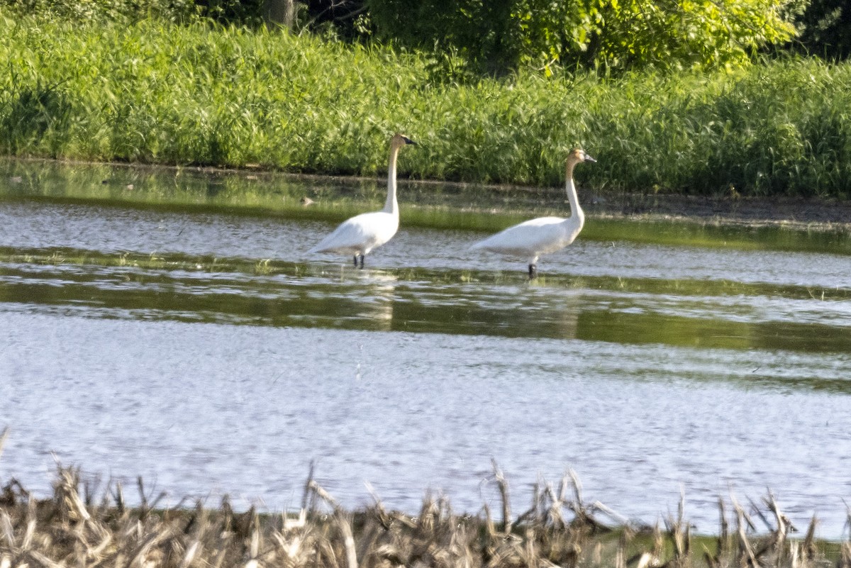 Trumpeter Swan - Ed kendall