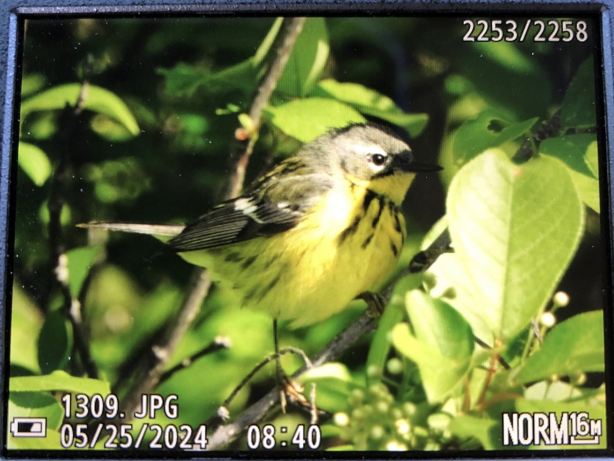 Magnolia Warbler - Adrian Azar