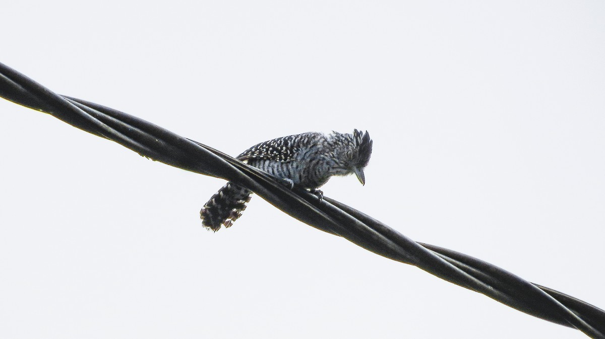 Barred Antshrike - ML619567448