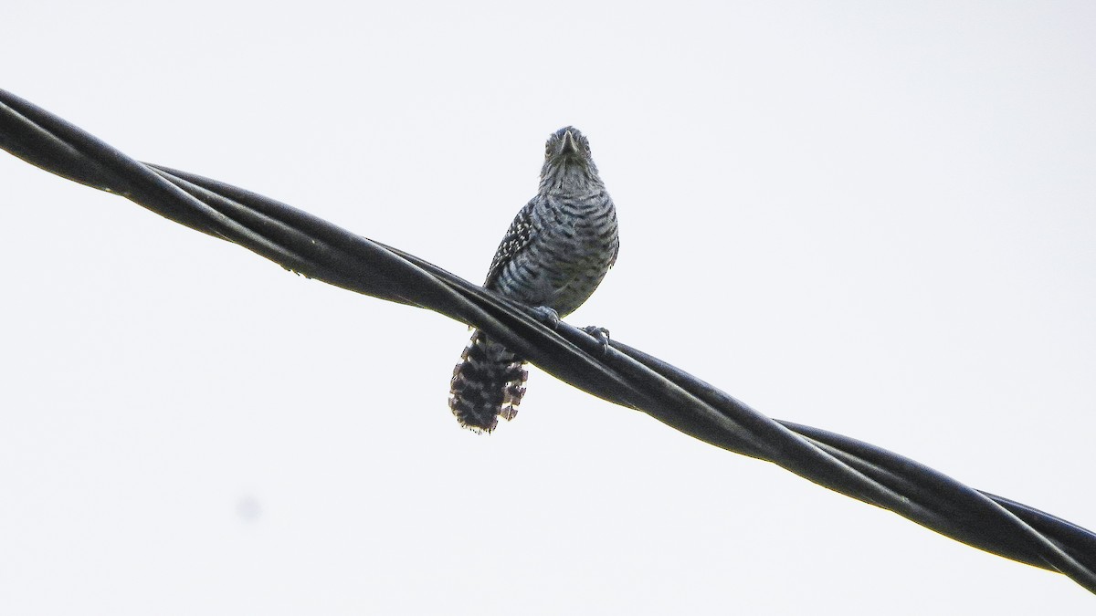 Barred Antshrike - Gabriel Aurazo