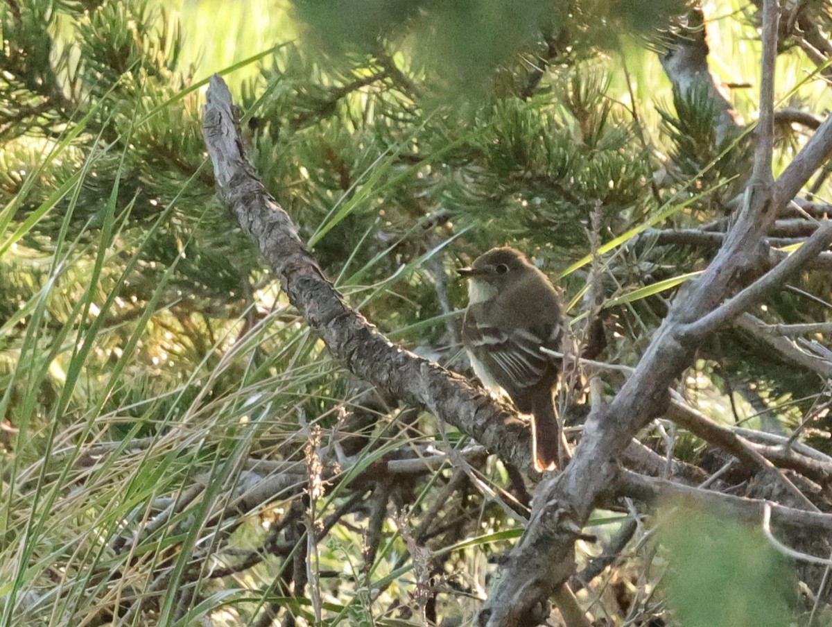 Hammond's Flycatcher - Chris Gilbert