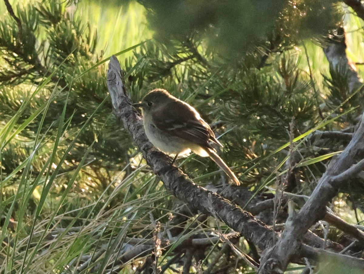 Hammond's Flycatcher - Chris Gilbert