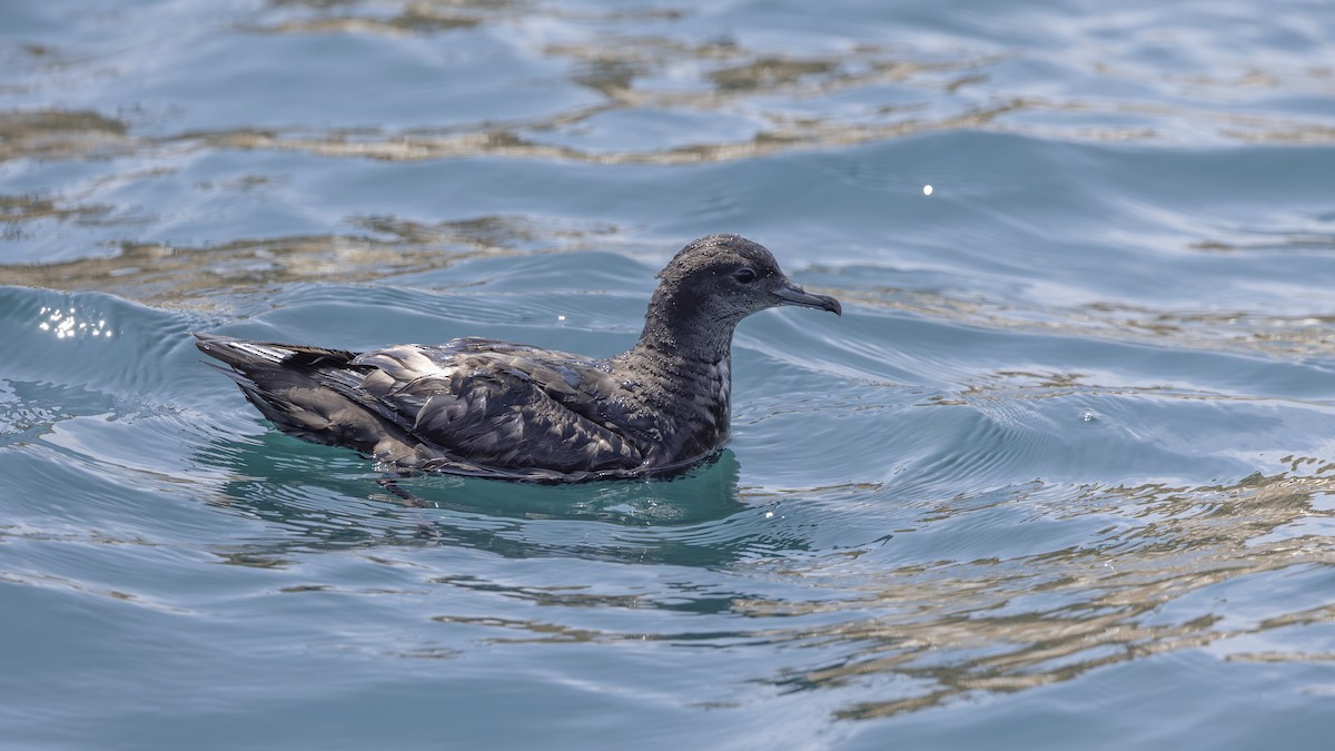 Short-tailed Shearwater - Charmain Ang