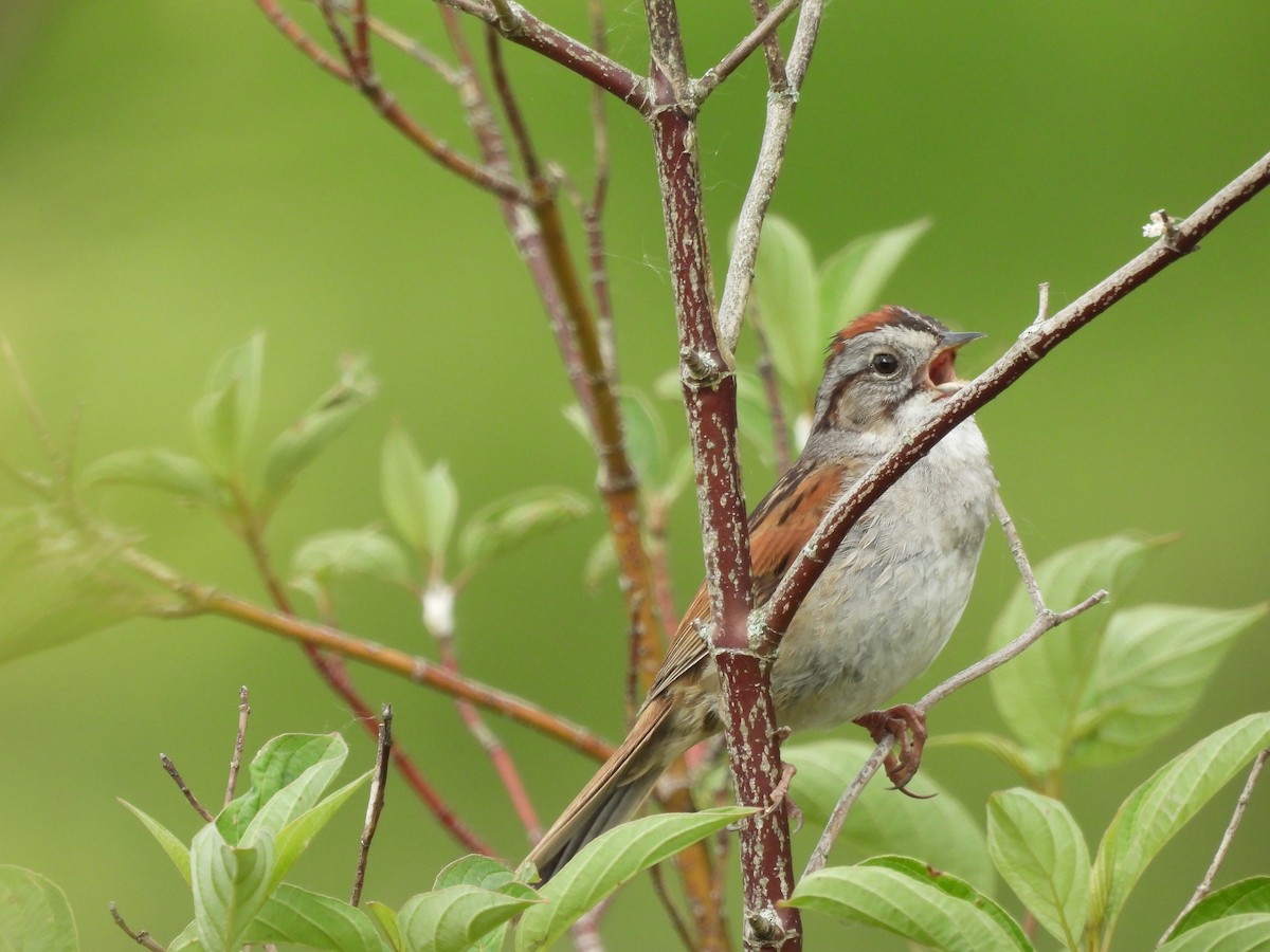 Swamp Sparrow - Richard Fanning