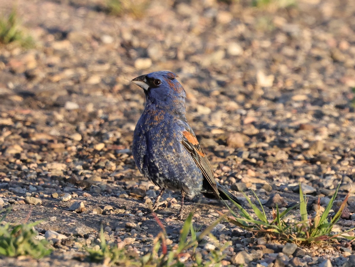 Blue Grosbeak - Chris Gilbert