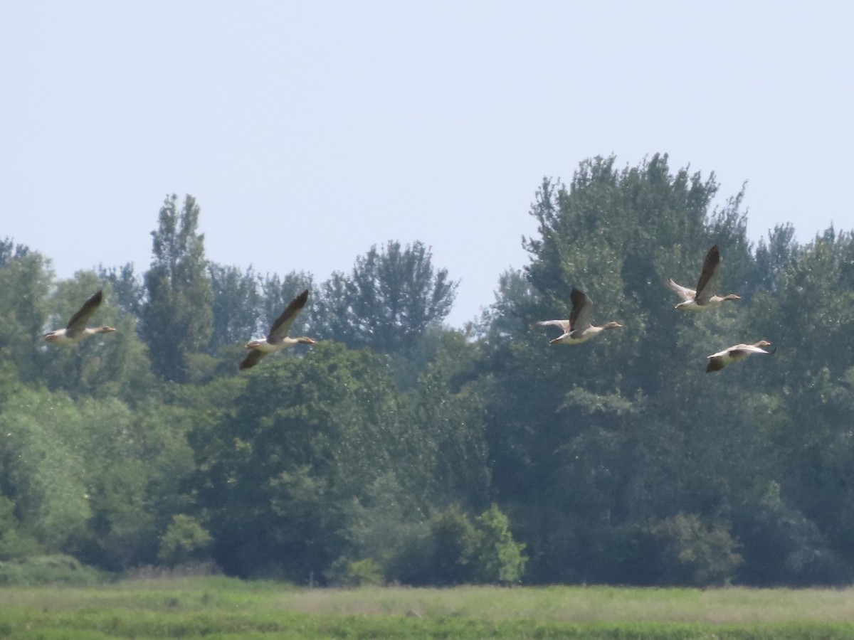 Graylag Goose - christopher stuart elmer