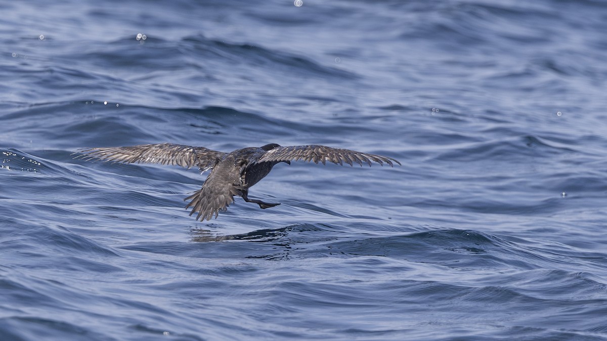 Short-tailed Shearwater - Charmain Ang