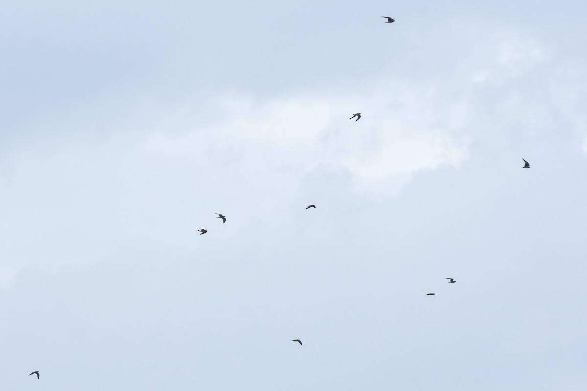 Oriental Pratincole - ML619567470