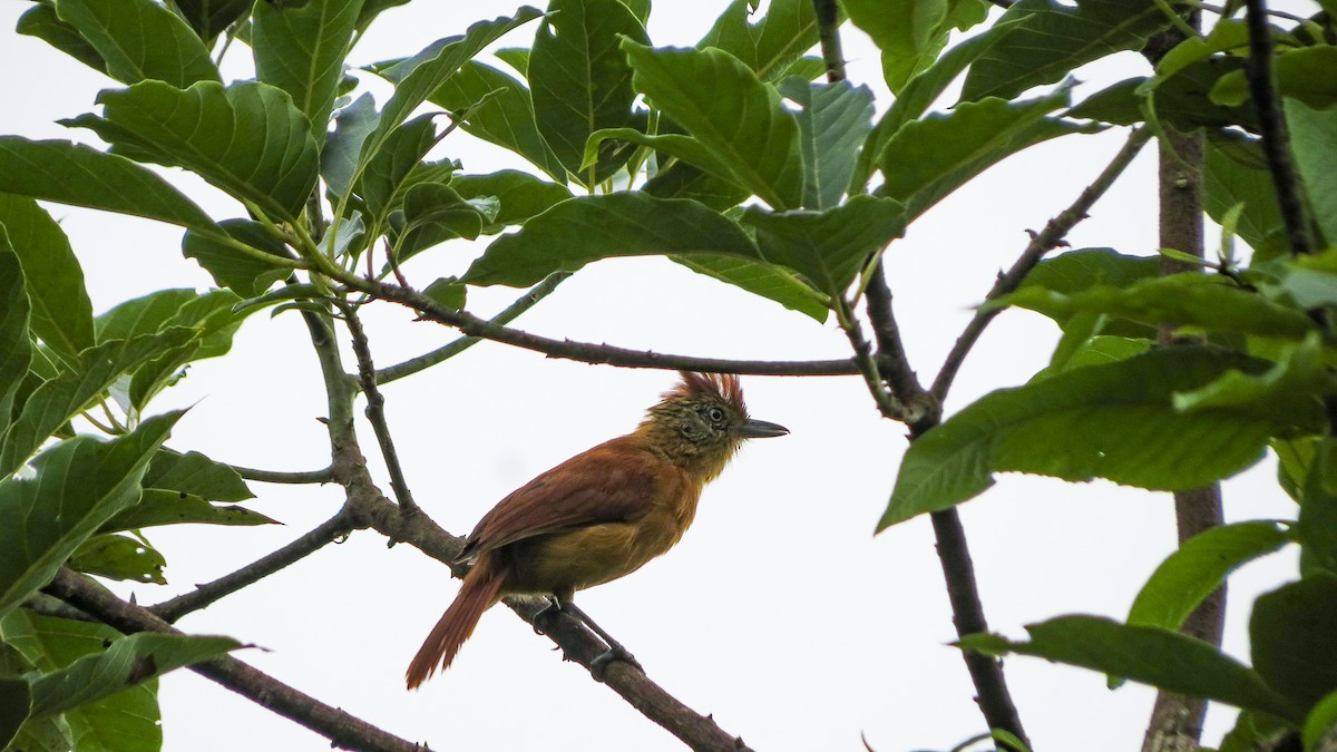 Barred Antshrike - ML619567479