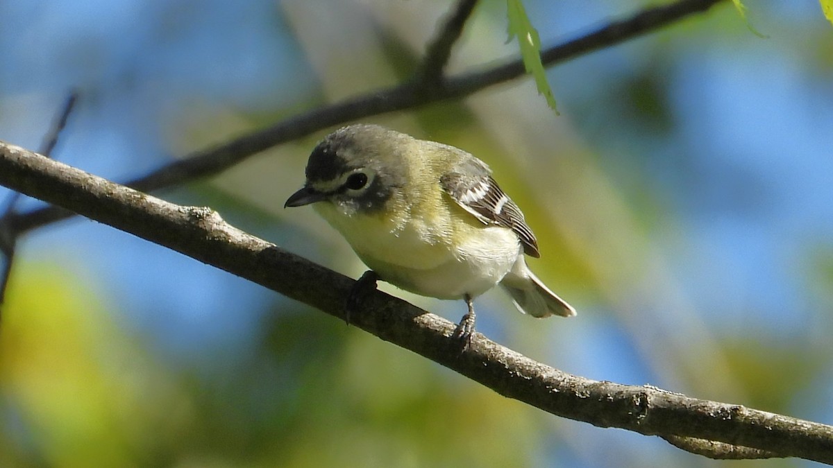 vireo sp. - Dan J. MacNeal