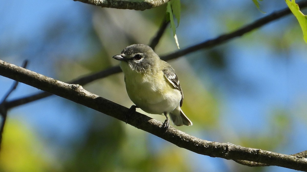 vireo sp. - Dan J. MacNeal