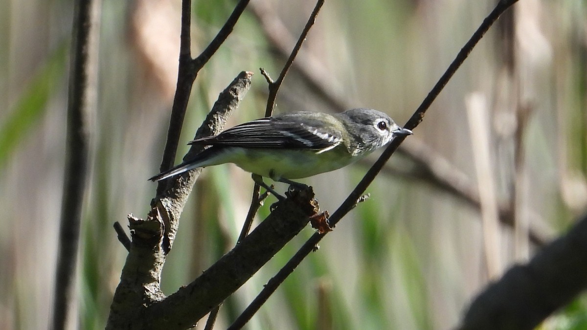 vireo sp. - Dan J. MacNeal