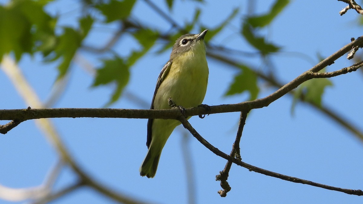 vireo sp. - Dan J. MacNeal