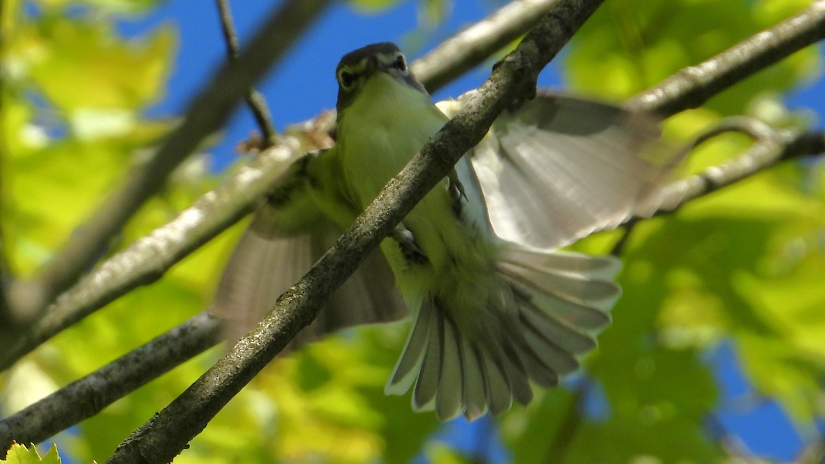 Vireo sp. - ML619567487