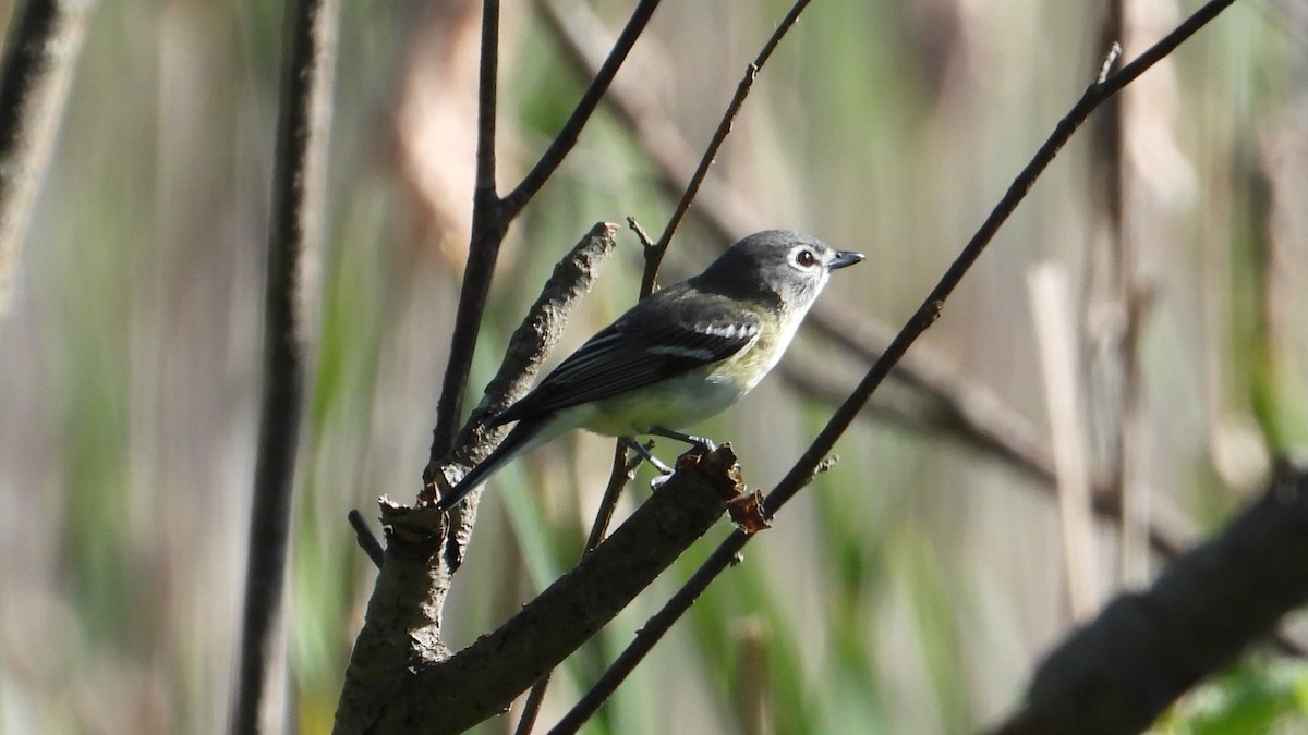 vireo sp. - Dan J. MacNeal