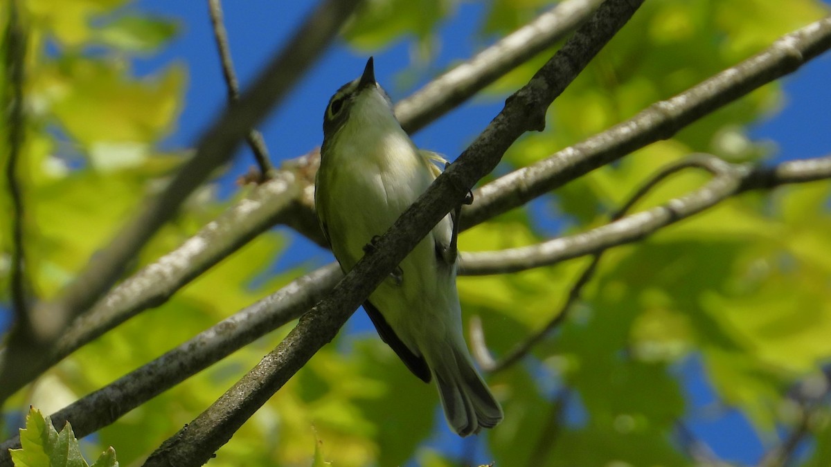 vireo sp. - Dan J. MacNeal