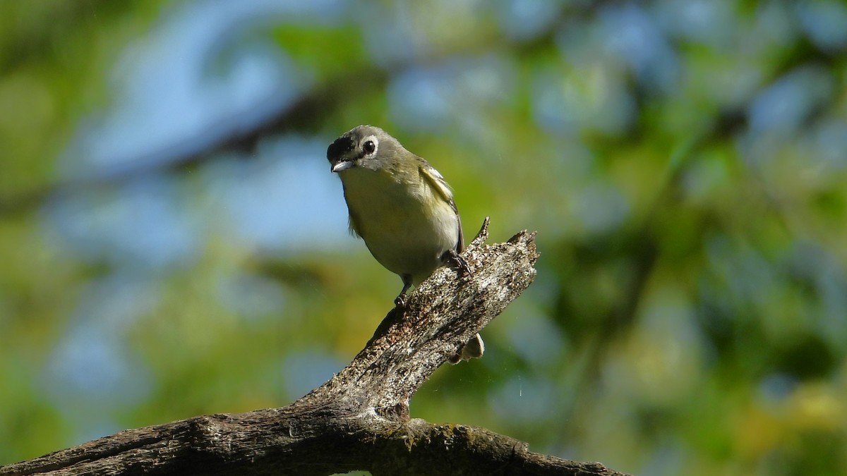 vireo sp. - ML619567490