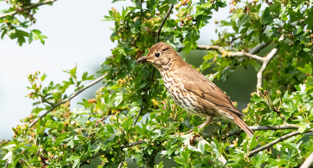 Song Thrush - David Factor