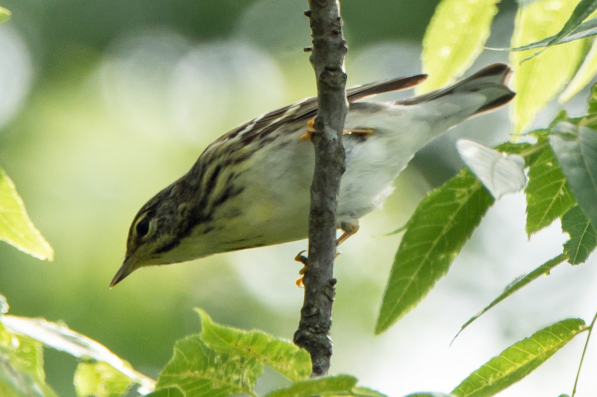 Blackpoll Warbler - ML619567498