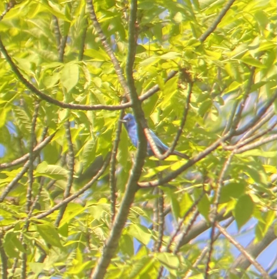 Indigo Bunting - Colby Merrill