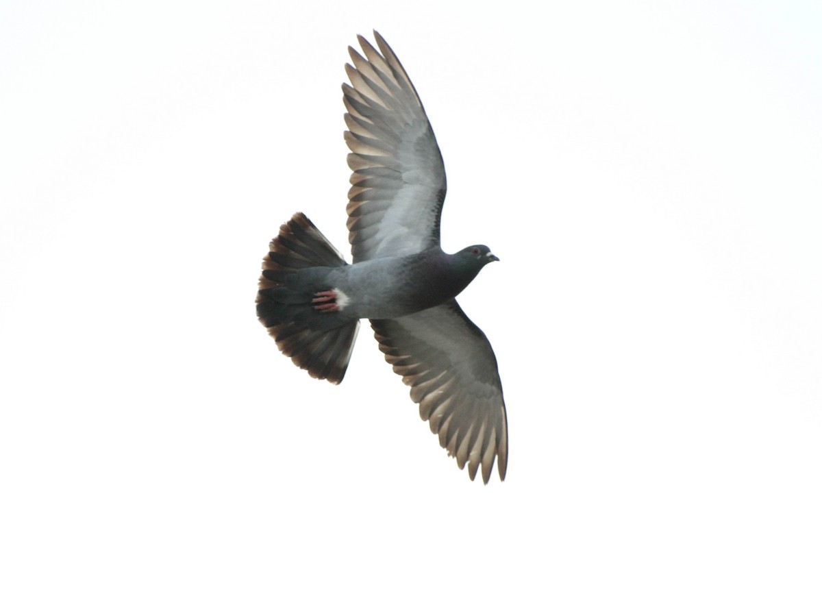 Rock Pigeon (Feral Pigeon) - Christian Scheibe