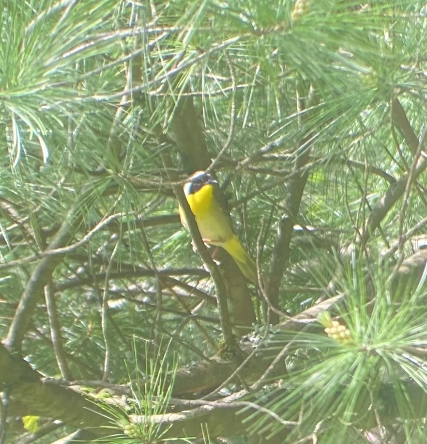 Common Yellowthroat - Colby Merrill