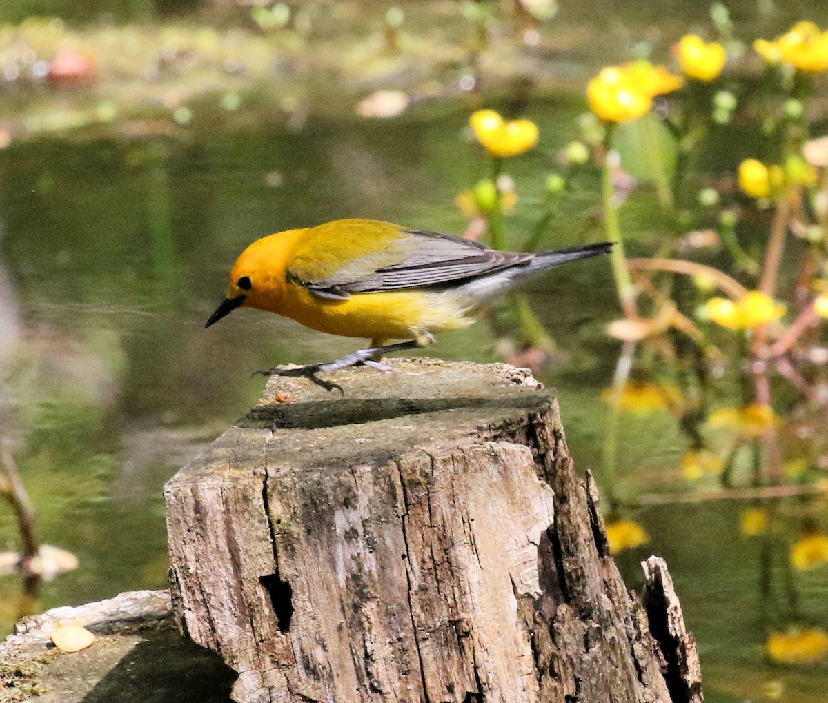 Prothonotary Warbler - Kernan Bell