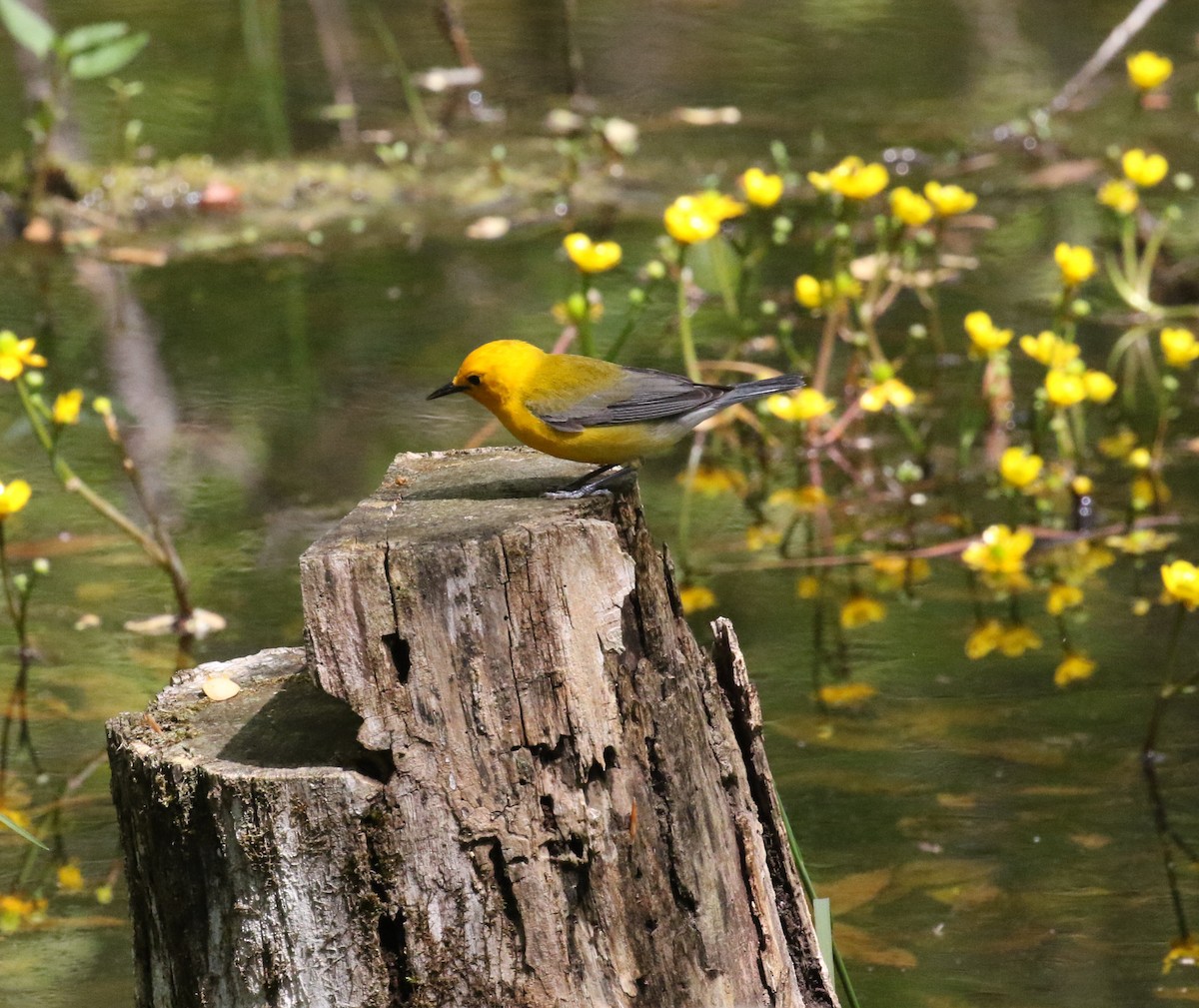 Prothonotary Warbler - Kernan Bell