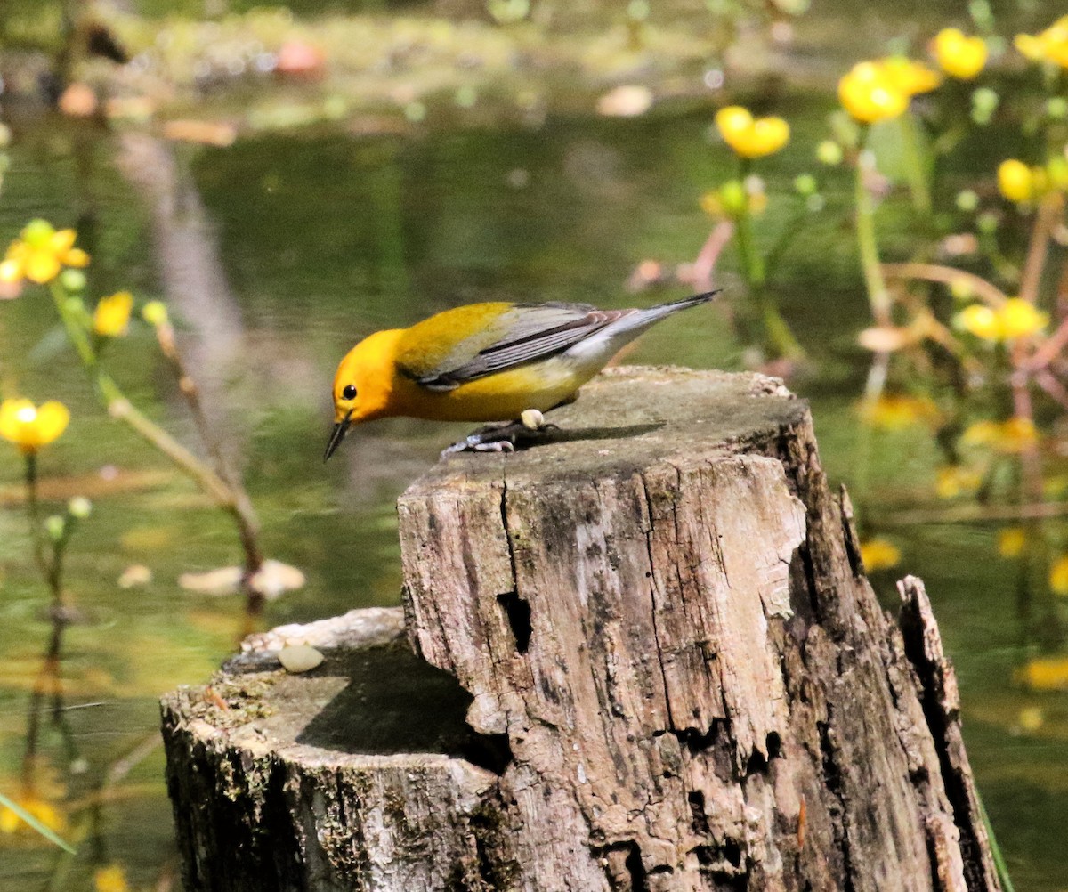 Prothonotary Warbler - Kernan Bell