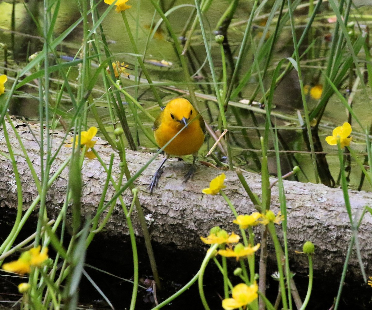 Prothonotary Warbler - Kernan Bell