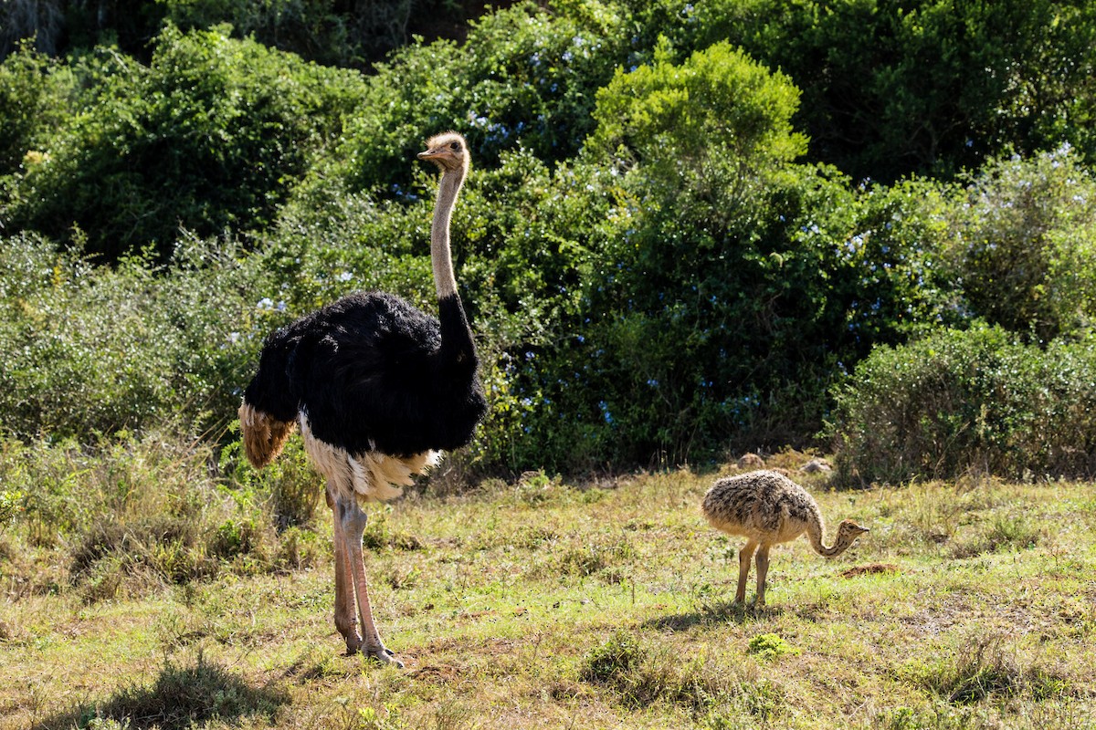 Common Ostrich - Christiaen MOUS