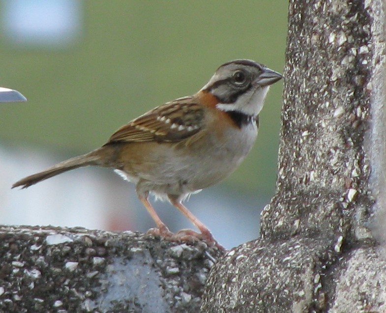 Rufous-collared Sparrow - Alexander "Sasha" Keyel